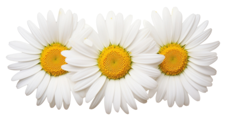 PNG Daisys flower petal plant.