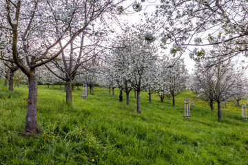 Flowering trees on Petrin hill in Prague, Czech Republic