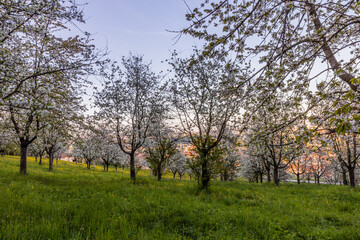 Flowering trees on Petrin hill in Prague, Czech Republic
