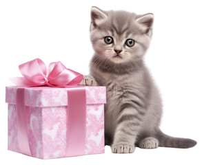 PNG Holding a gift box portrait mammal kitten.