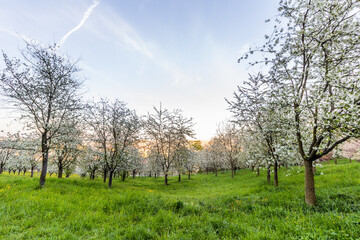 Flowering trees on Petrin hill in Prague, Czech Republic