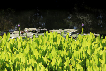 Green Pickerelweed (Pontederia cordata) leaves backlit by sun at pond
