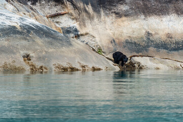 Black bear on rocky shoreline of Tracy Arm fjord near Juneau Alaska in summer