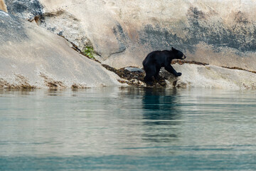 Black bear on rocky shoreline of Tracy Arm fjord near Juneau Alaska in summer