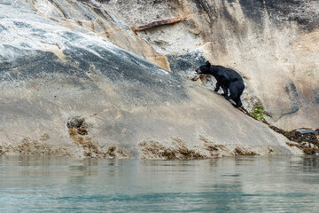 Black bear on rocky shoreline of Tracy Arm fjord near Juneau Alaska in summer