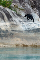 Black bear on rocky shoreline of Tracy Arm fjord near Juneau Alaska in summer