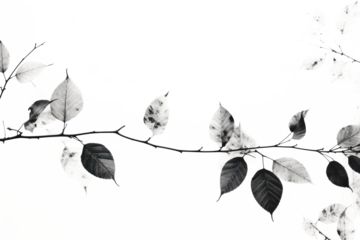 PNG Fall leaves backgrounds outdoors nature.