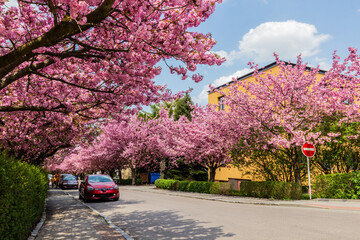 Flowering sakura trees on Spindlerova street in Usti nad Orlici, Czech Republic