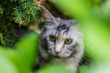 Portrait of a young Maine Coon cat hiding in bushes