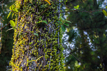 Detailed close-up of a tree trunk wrapped in small green vines, highlighting the natural textures and vibrant plant life. Ideal for nature and background themes