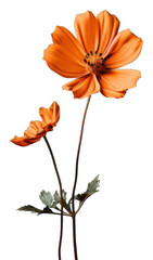 PNG Flower petal plant inflorescence.