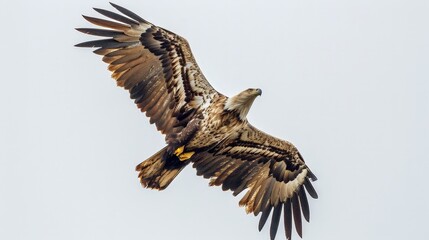 Obraz premium Majestic Eagle Soaring Through the Clouds.