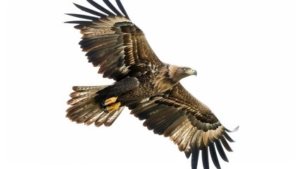 Obraz premium Golden Eagle in Flight.