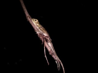 Garden chameleon at branches at the night