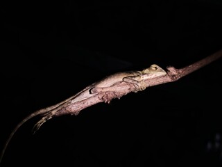 Garden chameleon at branches at the night