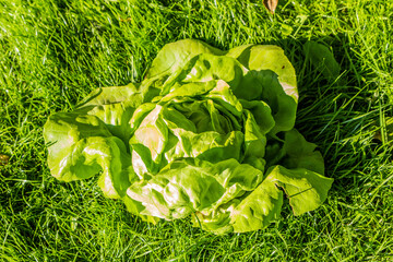 Fresh head of lettuce on a grass