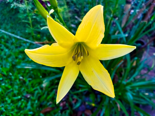 Fototapeta premium Yellow lily flower