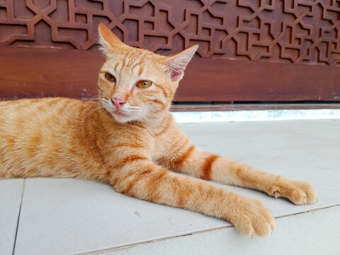 Orange cat 'kucing oren' lying on the terrace