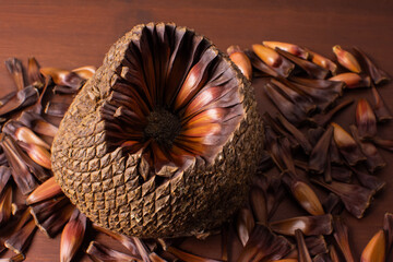 Close pine cone on a wood background. The true fruit of Araucaria and its seeds are pine nuts.