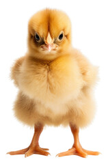 Obraz premium PNG Poultry chicken animal mammal.