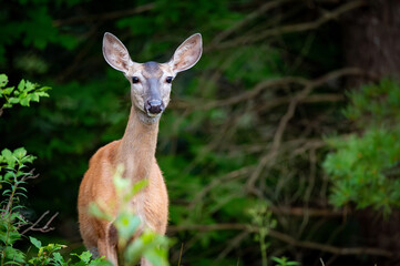 juvenile deer portrait