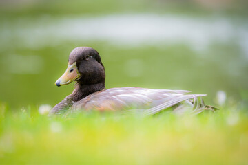 duck in the pond