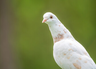 close up of a white pigeon