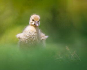 duckling in grass