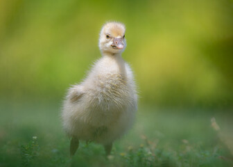 baby duck in the grass