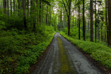 Naklejka premium Forest road in Jablunkovske mezihori hill area, Czech Republic