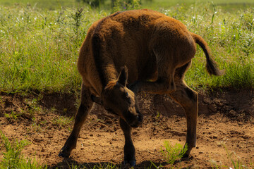 Bison Calf