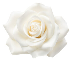 PNG Rose flower petal plant.