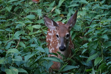 Close-up photo of a fawn in the wild
