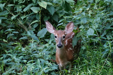 Close-up photo of a fawn in the wild