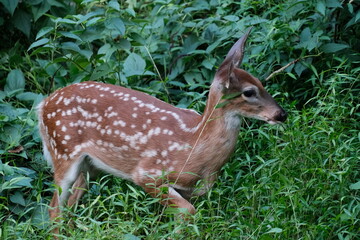 Close-up photo of a fawn in the wild