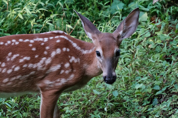 Close-up photo of a fawn in the wild