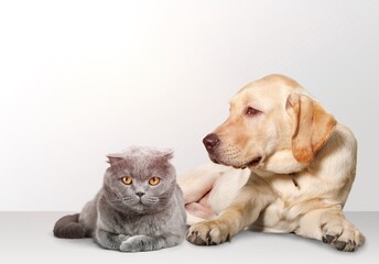 Cute smart cat and dog TOGETHER INSIDE THE HOUSE
