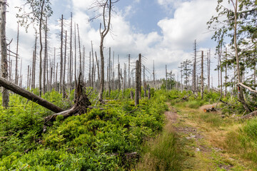 Obraz premium Forest damaged by European spruce bark beetle in Beskydy mountains, Czech Republic