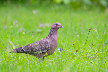 pomba-asa-branca (Patagioenas picazuro)