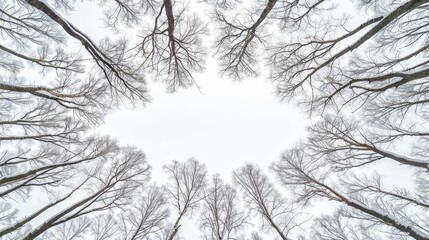 Bare tree branches against a white sky.