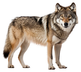 Obraz premium PNG Mammal animal coyote wolf.