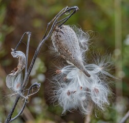 Milkweed on an Autumn Afternoon, Nixon Park, Pennsylvania USA
