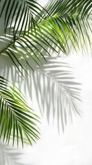 Naklejka premium Elegant palm leaves cast shadows on a clean white background, creating a serene and calming atmosphere perfect for decor.