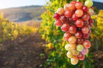 Red fresh ripe grapes hanging on vine farm.