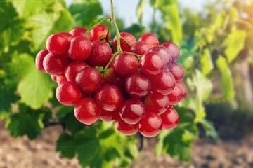 Red fresh ripe grapes hanging on vine farm.