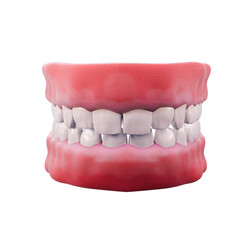 Model of gums and teeth. Images of health and dental treatment. Set of Dental model of clean tooth, 3D Rendering on white backgroun.