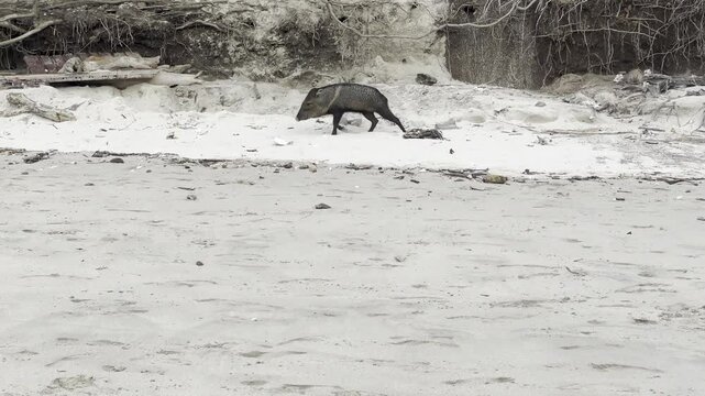 A collard peccary roams along the beach on Isla Tortuga off the coast of Costa Rica. 