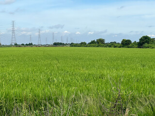 rice field in countryside, thailand