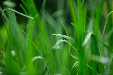 Green grass with dew drops close-up. Natural background.