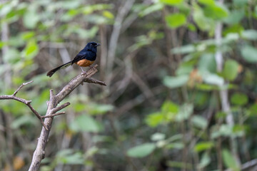 Male of white-rumped shama (Copsychus malabaricus) the beautiful brown and black bird perching on the branch